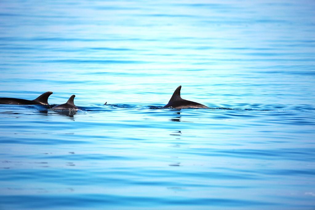 Moevenpick Resort El Sokhna Ain Sukhna Dış mekan fotoğraf Spinner dolphins